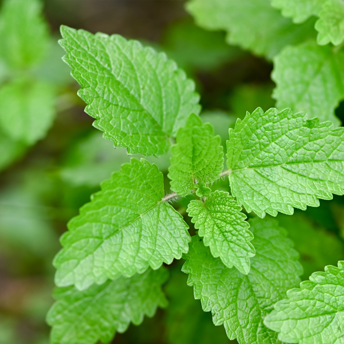 LEMON-BALM