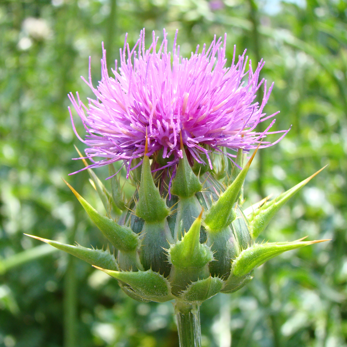 MILK THISTLE