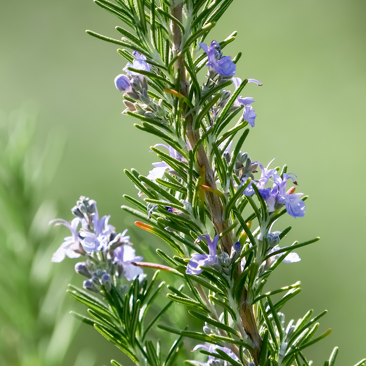 ROSEMARY