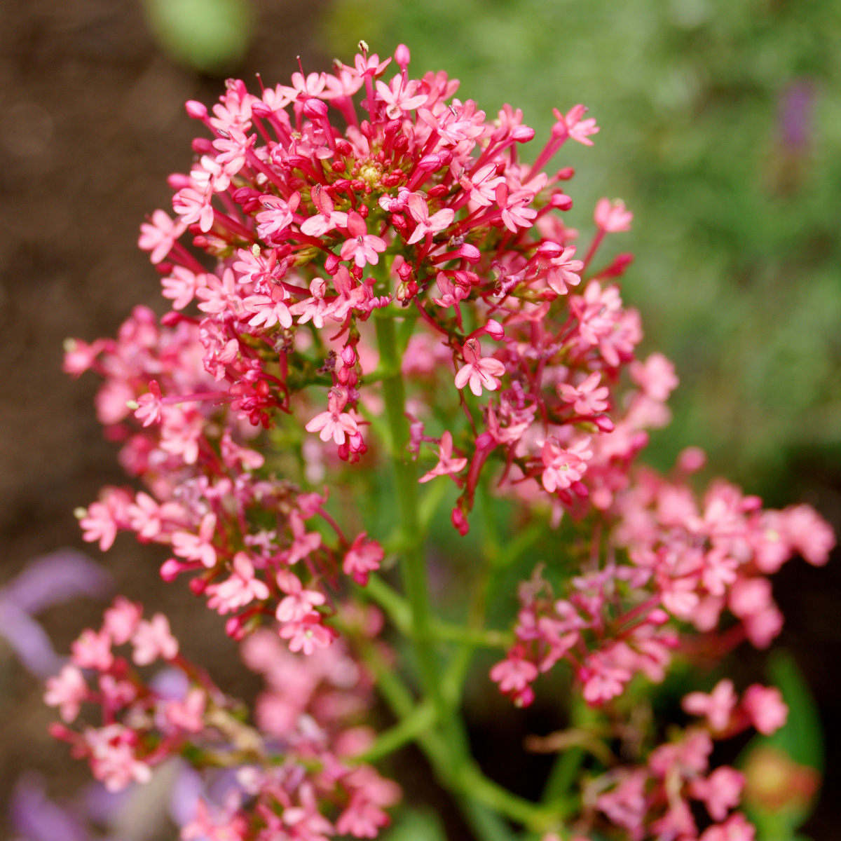 VALERIAN